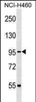 WB - CUL2 Antibody (N-term) AP16900a